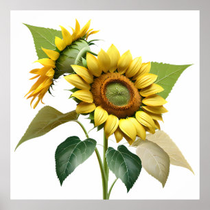 Póster Two Vibrant Sunflowers with Lush Green Leaves