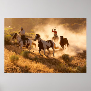 Póster Two western cowboys riding horses, roping wild hor