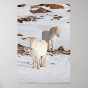 Póster Two White Icelandic Horses