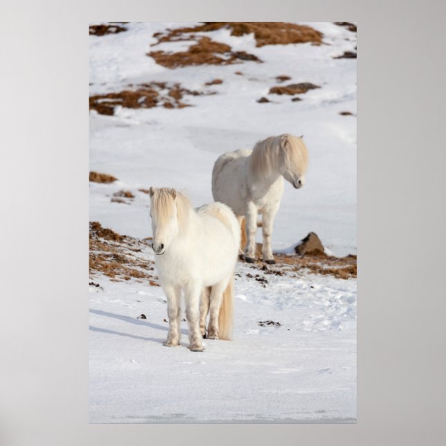 Póster Two White Icelandic Horses (Frente)