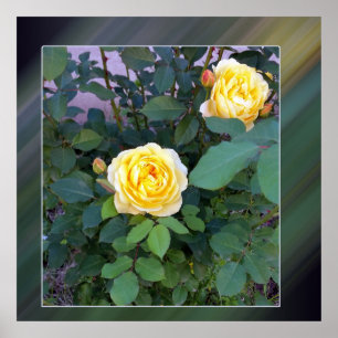 Póster two yellow roses