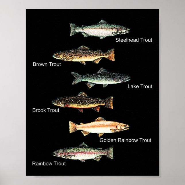 Póster Types Of Trout Fish Species Collection Fishing  (Frente)