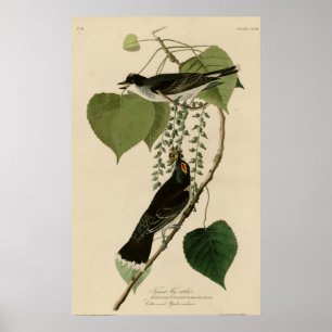 Póster Tyrant Fly-catcher