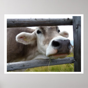 Póster Tyrolean Cow Face through Fence