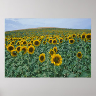 Póster UE, Francia, Provenza, campo de girasol