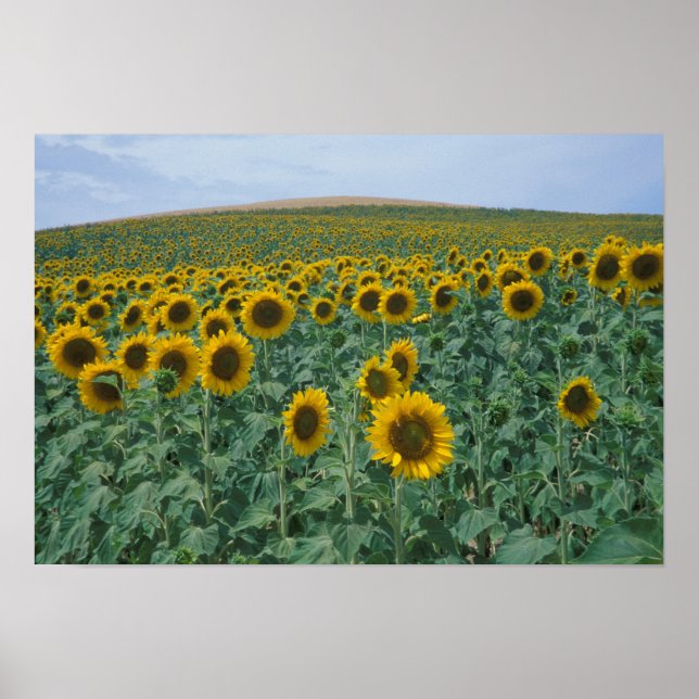 Póster UE, Francia, Provenza, campo de girasol (Frente)
