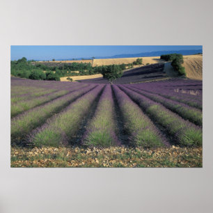 Póster UE, Francia, Provenza, Campos de lavanda 2