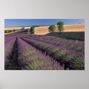 Póster UE, Francia, Provenza, Campos de lavanda 3