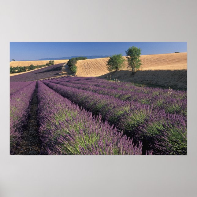 Póster UE, Francia, Provenza, Campos de lavanda 3 (Frente)