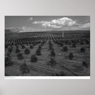 Póster Última huerta de la fruta cítrica de los santos