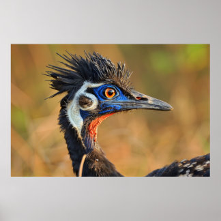 Póster Última luz de las praderas - Bengala floricana