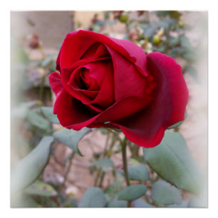 Póster última rosa roja