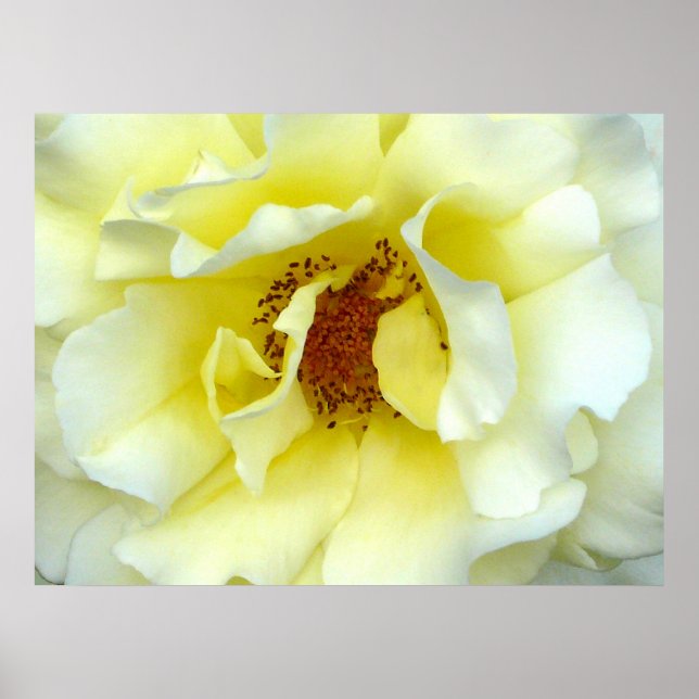 Póster Último Rosa de verano (Frente)