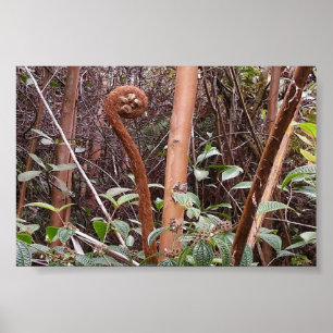 PÓSTER ULUHE FERN
