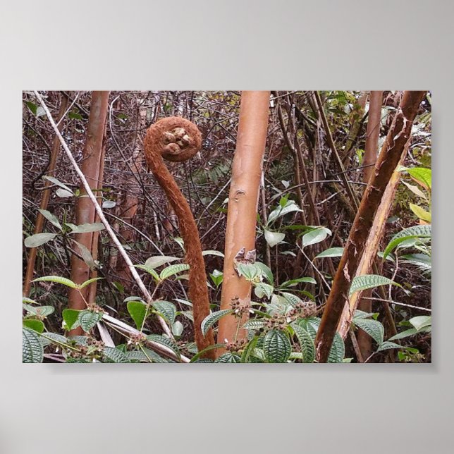 PÓSTER ULUHE FERN (Frente)