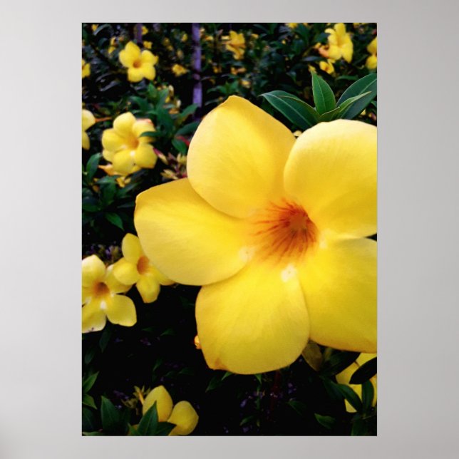 Póster Uma alamanda (Frente)