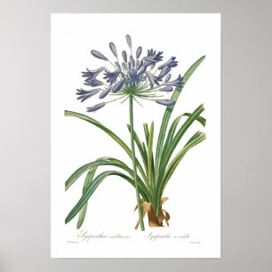 Póster Umbellatus del Agapanthus