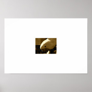 Póster Umbrella Coakatoo