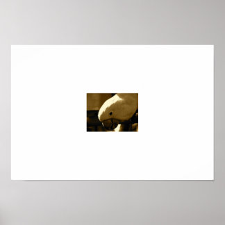 Póster Umbrella Coakatoo