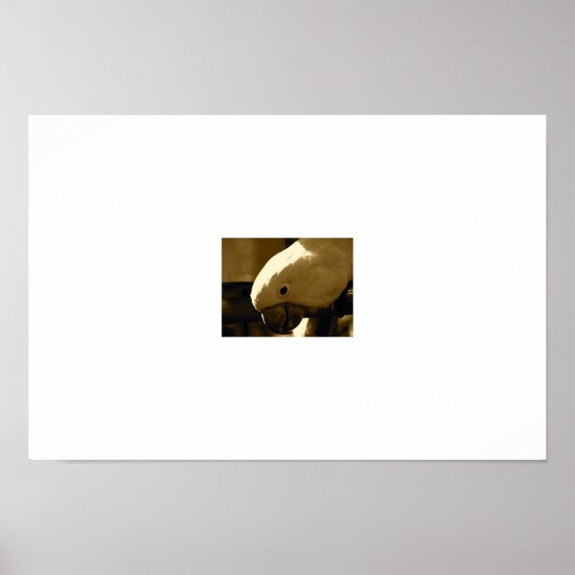 Póster Umbrella Coakatoo (Frente)