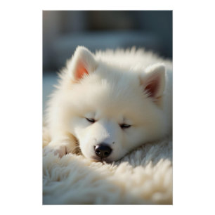 Póster Un alegre cachorro Samoyed durmiendo tranquilament
