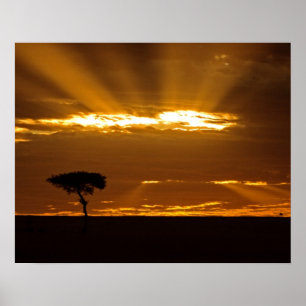 Póster Un amanecer con la boca abierta en el Maasai Mara