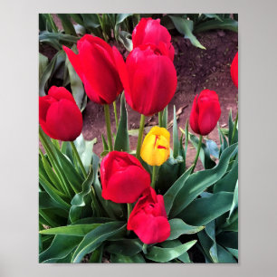 Póster Un amarillo con tulipanes rojos