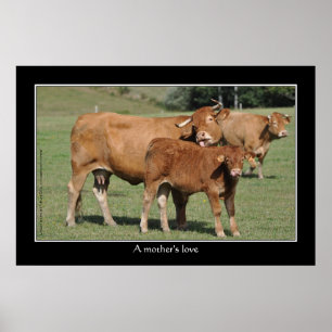 Póster Un amor de madre, vaca que lame su becerro