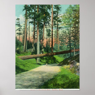 Póster Un árbol caido en la escena del parque del