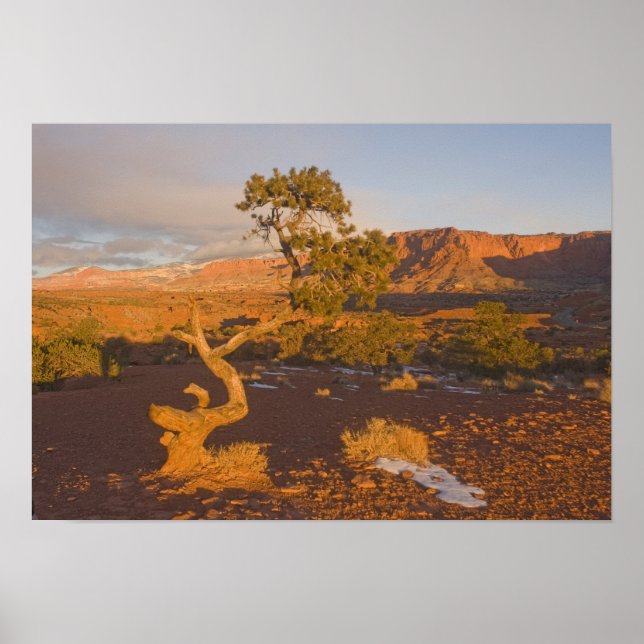 Póster Un árbol de enebro de Utah Juniperus osteosperma)  (Frente)
