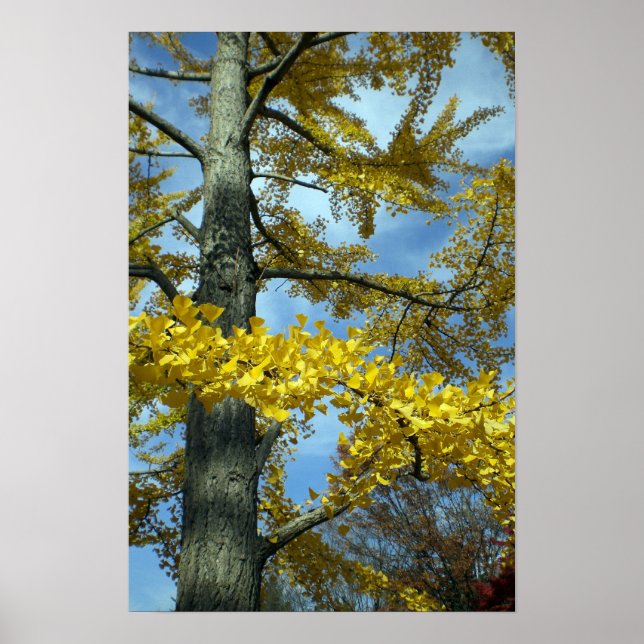 Póster Un árbol de ginkgo en Tendo (Frente)