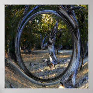 Póster Un árbol embrujado......