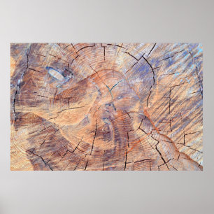 Póster Un árbol en un corte. Madera en el bosque. Textura