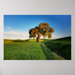 Póster Un árbol solitario rodeado de colinas onduladas de