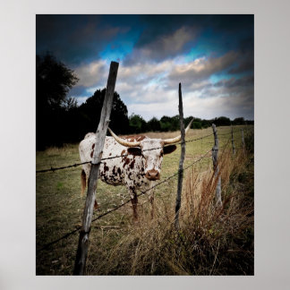 Póster Un auténtico Longhorn de Texas