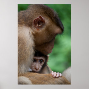 Póster Un bebé macaco y es madre