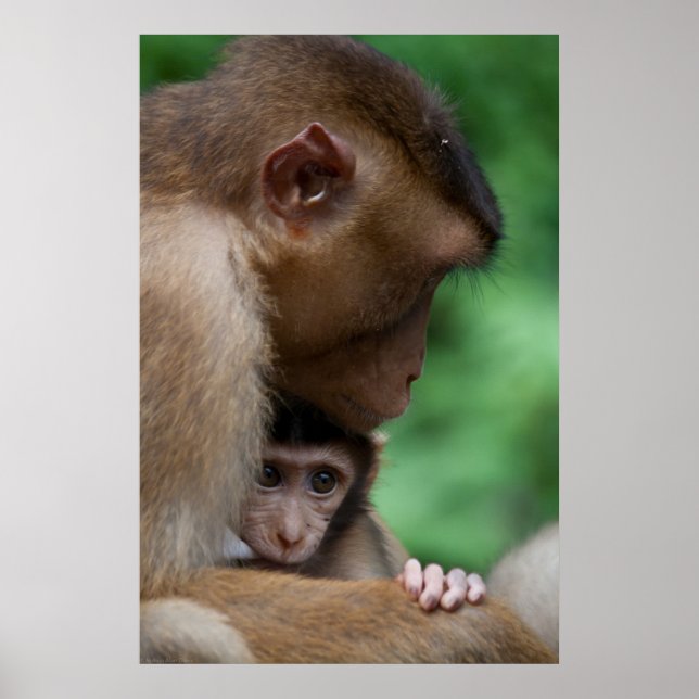 Póster Un bebé macaco y es madre (Frente)