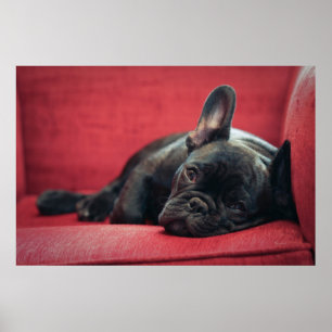 Póster Un bulldog francés joven que miente en un sofá