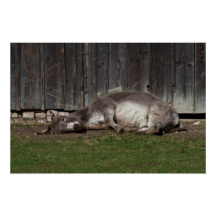 Póster Un burro lindo descansando tras un baño de arena