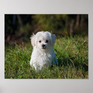 Póster Un cachorro blanco.