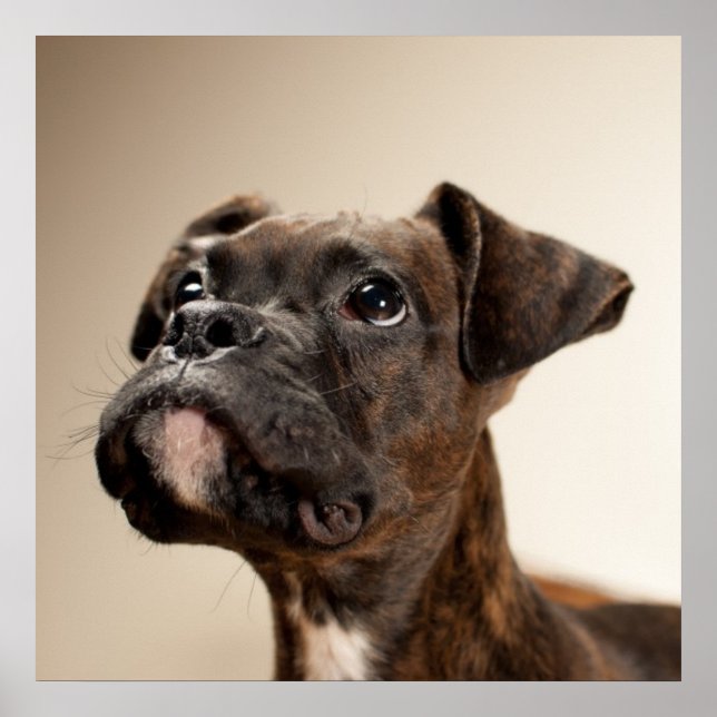 Póster Un cachorro de Brindle Boxer mirando hacia arriba  (Frente)