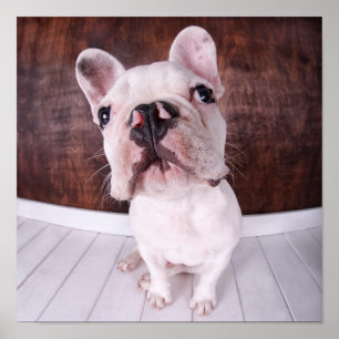 Póster Un cachorro de Bulldog francés