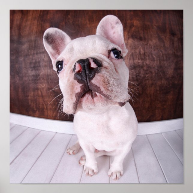 Póster Un cachorro de Bulldog francés (Frente)