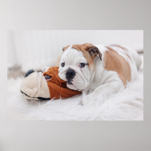 Póster Un cachorro de Bulldog Inglés jugando con un Bulld