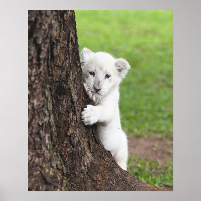 Póster Un cachorro de león blanco escondiéndose detrás de (Frente)