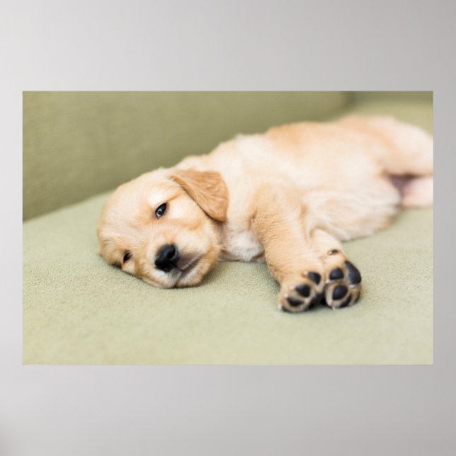Póster Un Cachorro Que Se Sube A Sofá (Frente)