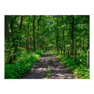 Póster Un camino en el bosque verde