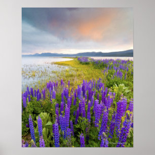 Póster Un campo de flores silvestres de Lupine en la cost