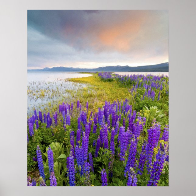 Póster Un campo de flores silvestres de Lupine en la cost (Frente)