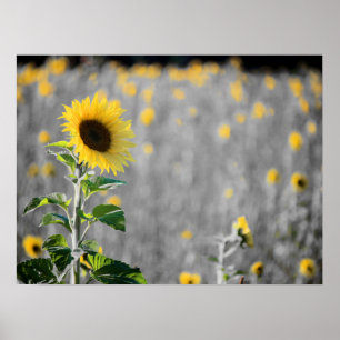 Póster Un campo de girasoles